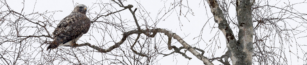 piekana; Tero Pelkonen