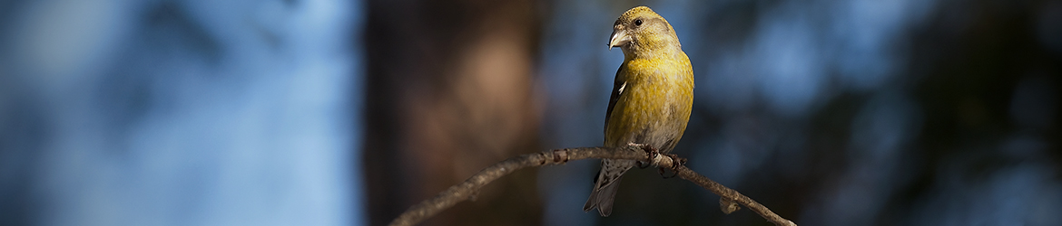 pikkukäpylintu; Tero Pelkonen