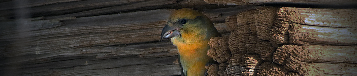 pikkukäpylintu; Sakari Palmio