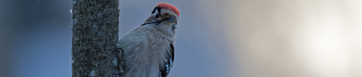 pikkutikka; Mika Räisänen