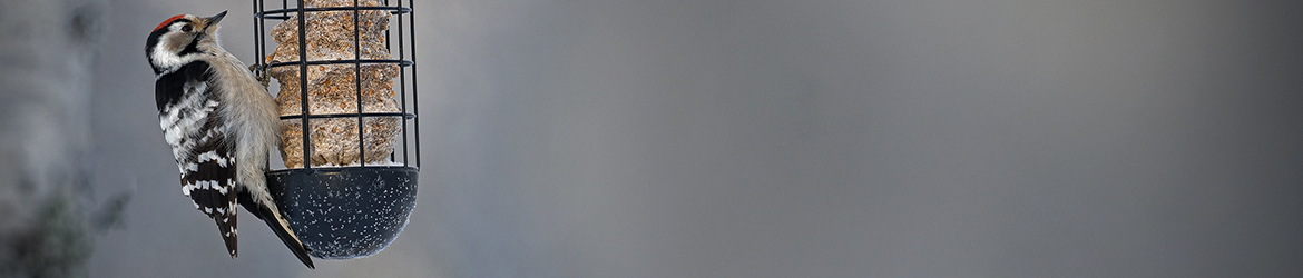 pikkutikka; Mika Räisänen