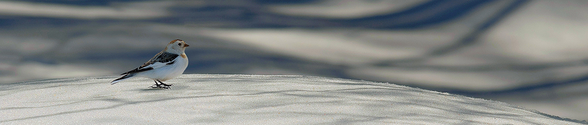 pulmunen; Tero Pelkonen