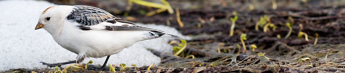 pulmunen; Tero Pelkonen