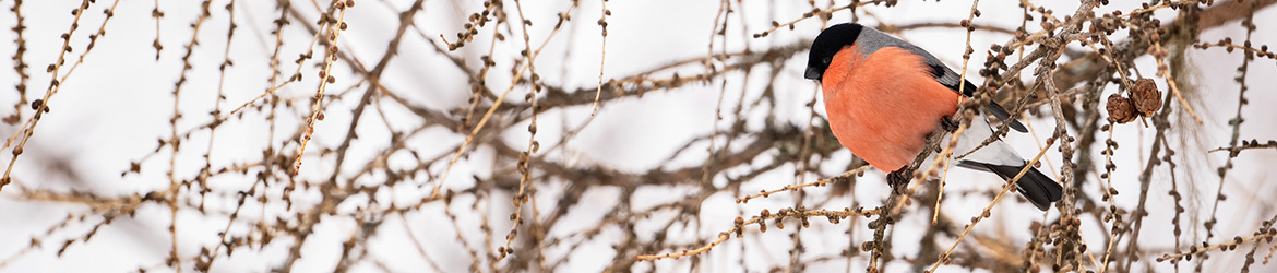 punatulkku; Matti Hakkarainen