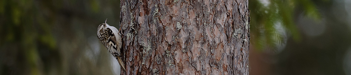 puukiipijä; Tero Pelkonen