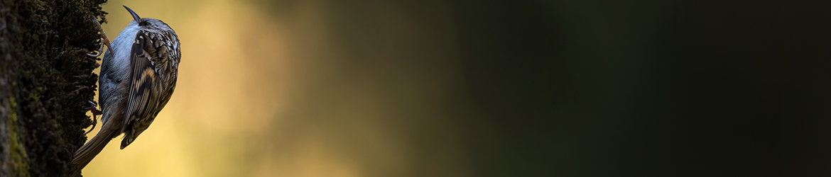 puukiipijä; Mika Räisänen