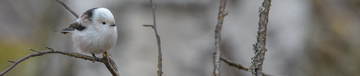 pyrstötiainen; Ilkka Markkanen