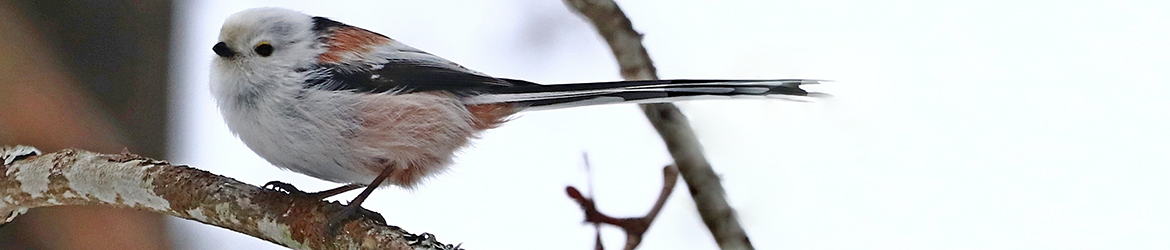 pyrstötiainen; Pekka Nykänen