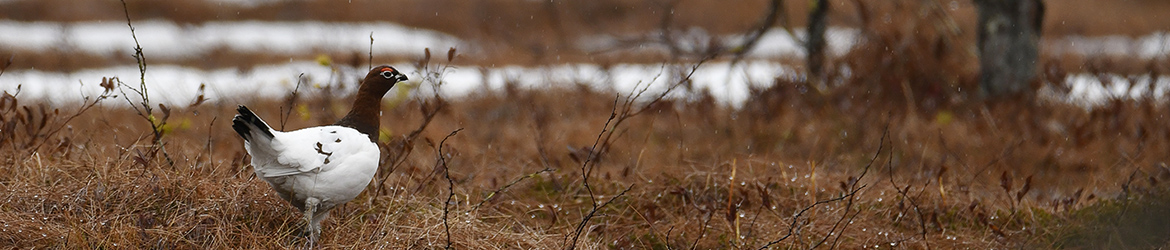 riekko; Leena Meuronen