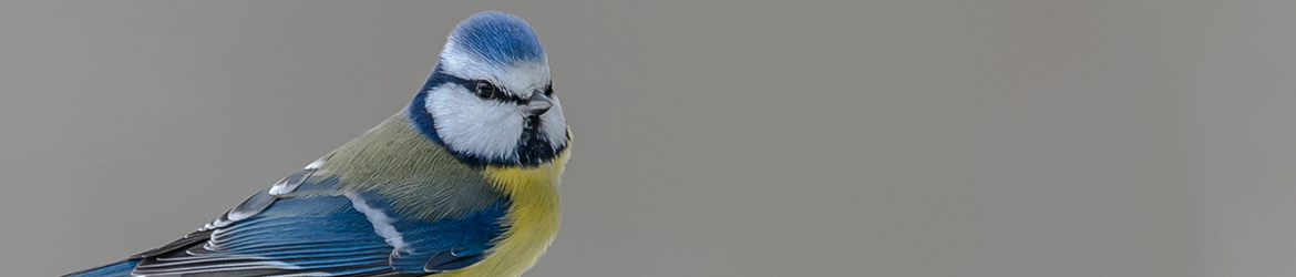 sinitiainen; Ilkka Markkanen