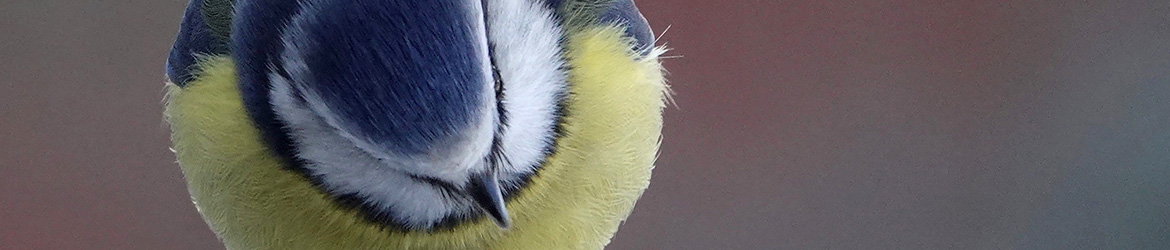 sinitiainen; Pirjo Manninen