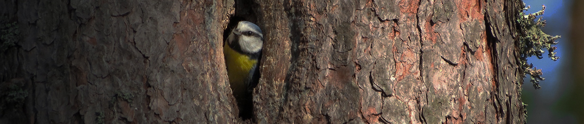 sinitiainen; Sakari Palmio