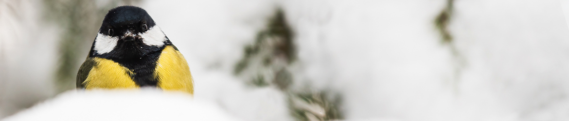 talitiainen; Matti Hakkarainen