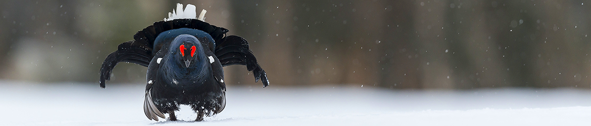 teeri ; Tero Pelkonen
