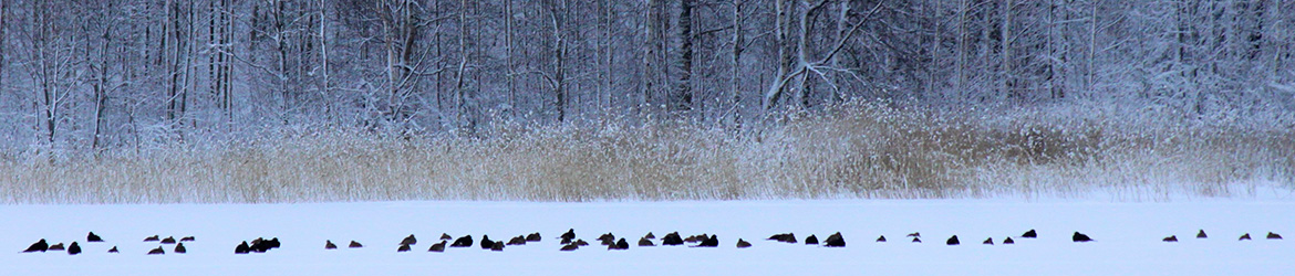 teeri; Kaarina Heiskanen