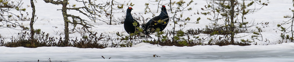 teeri; Jukka Portimojärvi