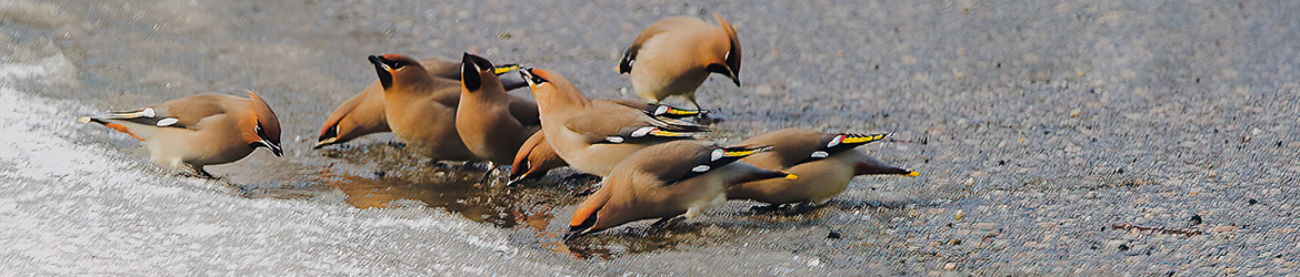 tilhi; Erkki Huttunen