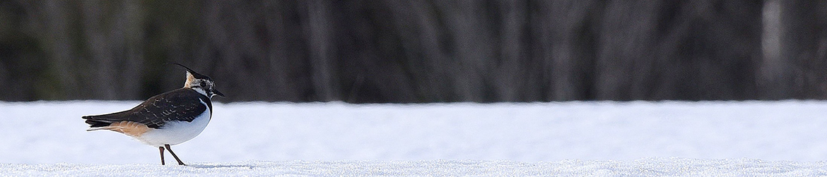 töyhtöhyyppä; Markku Vaittinen