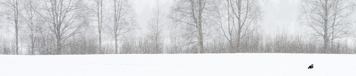 töyhtöhyyppä; Tero Pelkonen