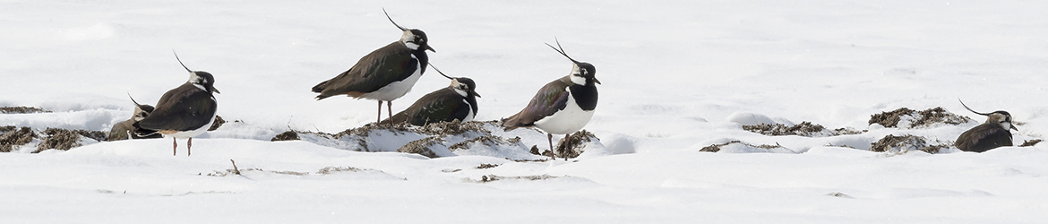 töyhtöhyyppä; Tero Pelkonen