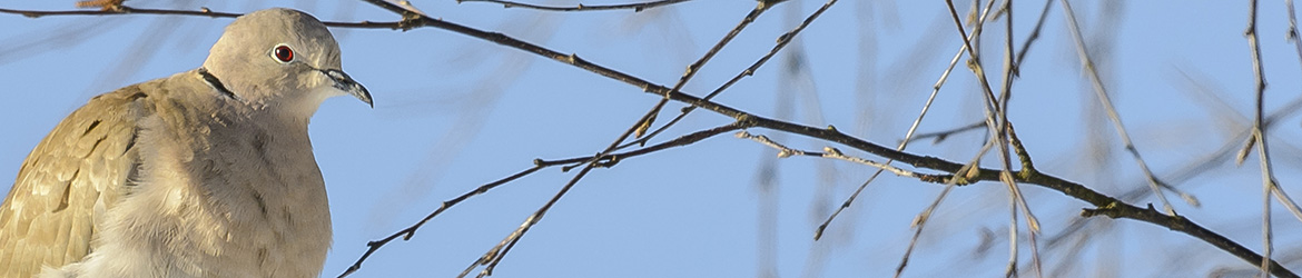 turkinkyyhky; Ilkka Markkanen