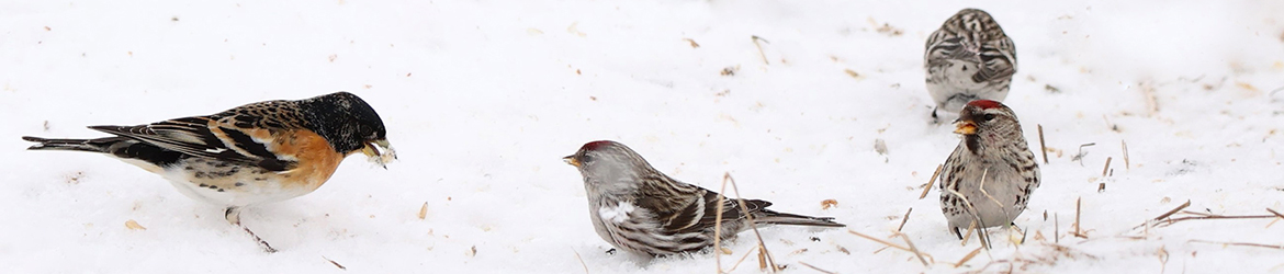 urpiainen ja järripeippo; Kaarina Heiskanen