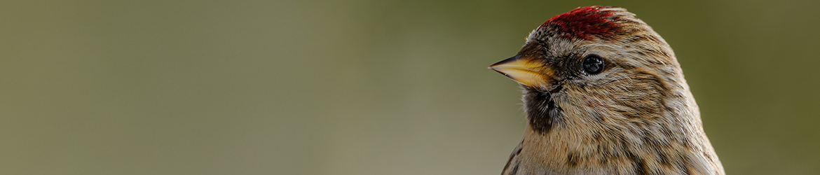 urpiainen; Matti Hakkarainen