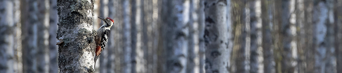 valkoselkätikka; Tero Pelkonen