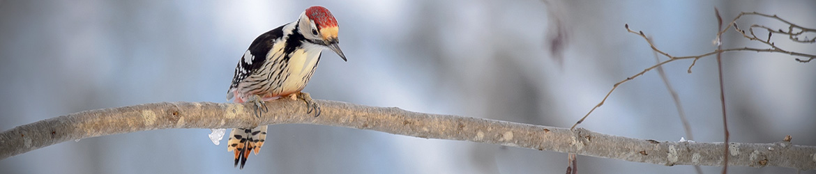valkoselkätikka; Ilkka Markkanen