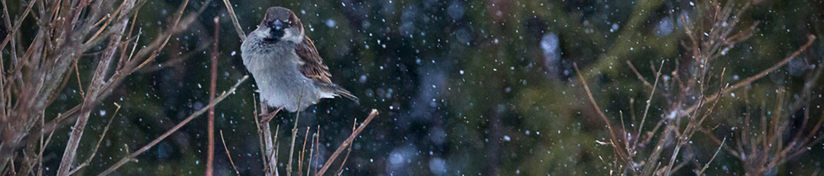 varpunen; Petteri Ovaskainen