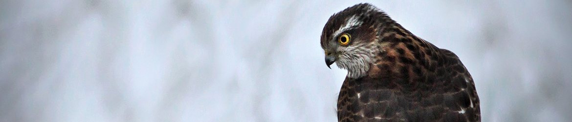 varpushaukka; Kaarina Heiskanen