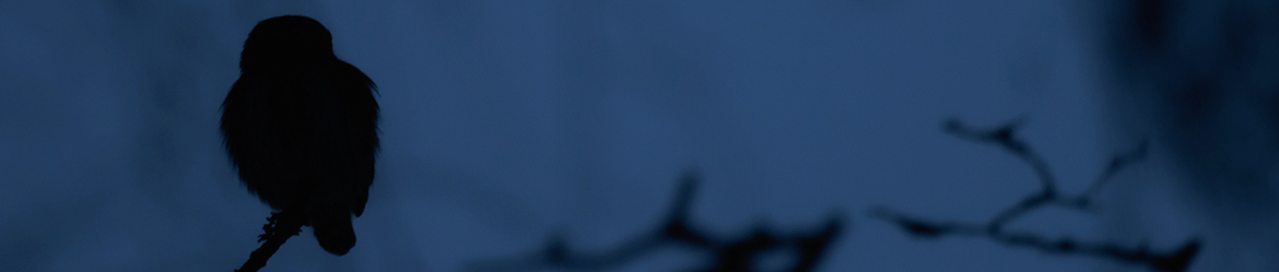 varpuspöllö; Matti Hakkarainen