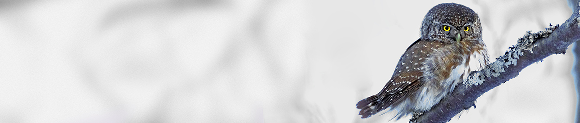 varpuspöllö; Pekka Nykänen