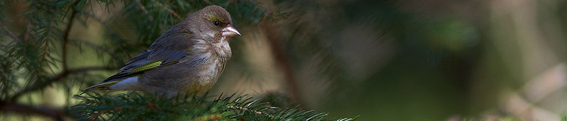 viherpeippo; Tero Mikkonen
