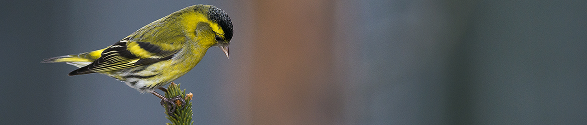 vihervarpunen; Tero Pelkonen