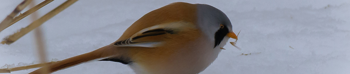 viiksitimali; Aarne Hagman