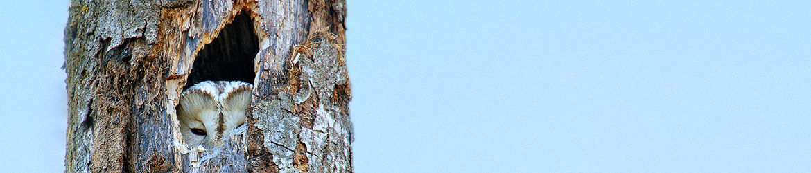 viirupöllö; Helena Rönkä