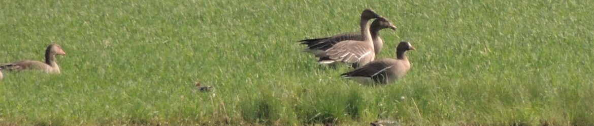 Kiljuhanhi; Sonkajärvi, Saukkosuo; 24.5.2014: Kuva: Tarmo Huttunen