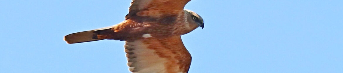 Pekka Nykänen - Ruskosuohaukka koiras 27.4.2025 Varkaus