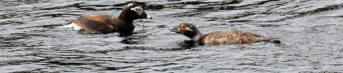 alli; Leena Meuronen