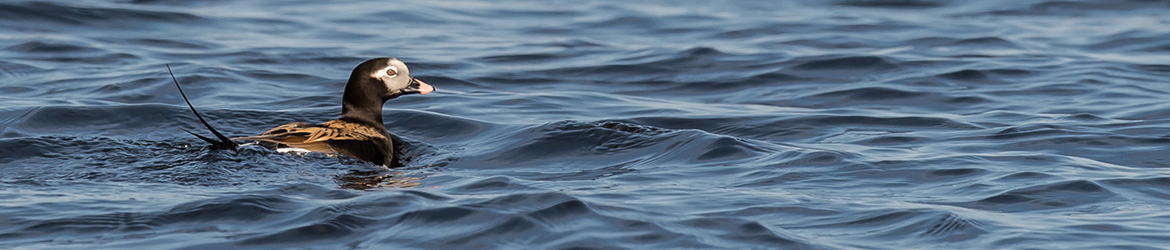 alli; Ilkka Markkanen