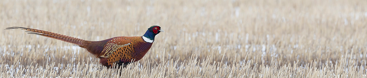 fasaani; Tero Pelkonen