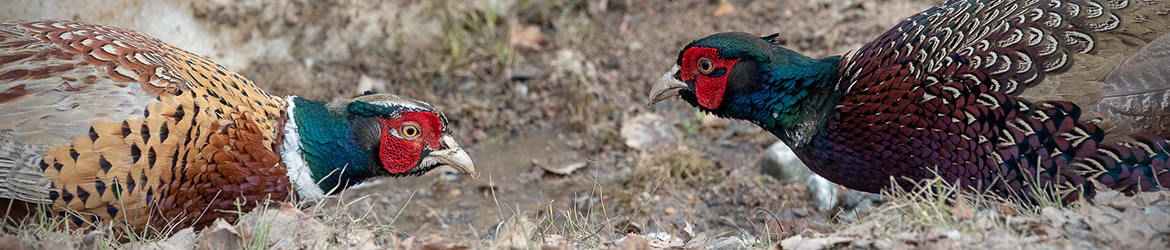 fasaani; Juha Koponen