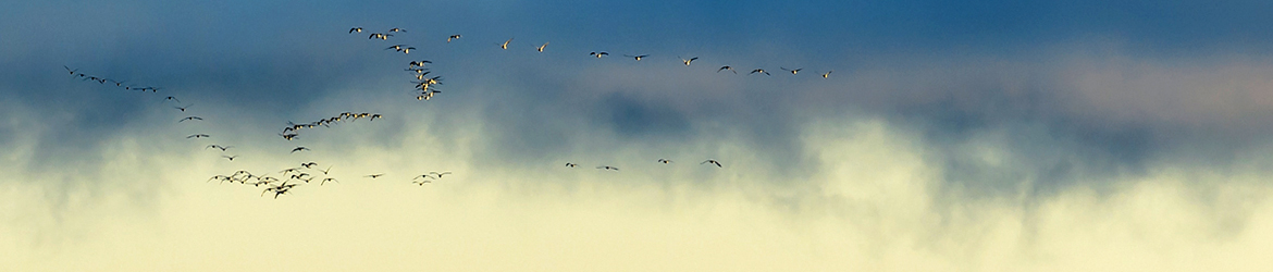 hanhi; Ilkka Markkanen