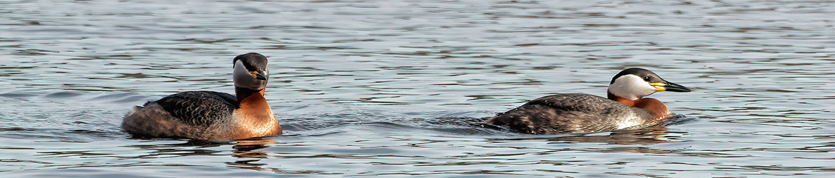 Härkälintu; Jukka Portimojärvi