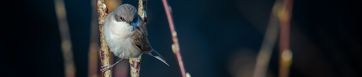 hernekerttu; Ilkka Markkanen