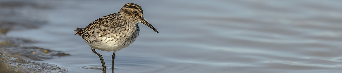 jänkäsirriäinen; Ilkka Markkanen