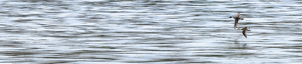 jouhisorsa; Tero Pelkonen