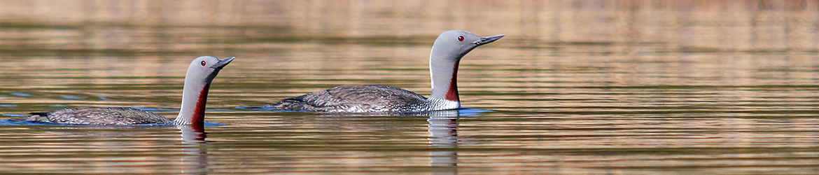 kaakkuri; Tero Pelkonen
