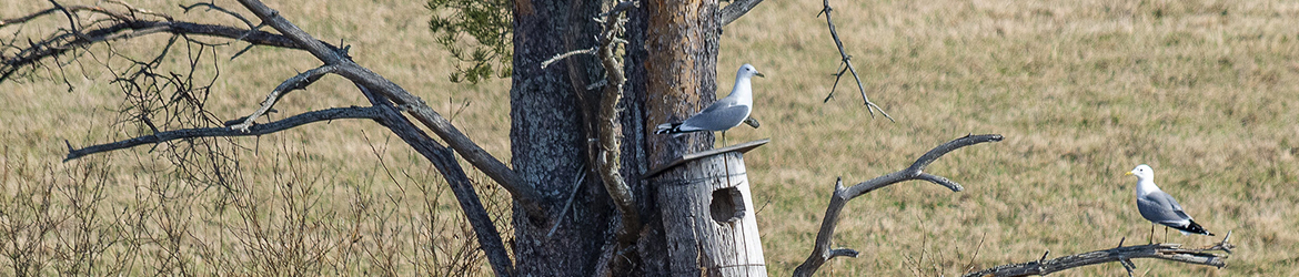 kalalokki; Aarne Hagman